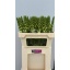 product/img.floraplaza.nl/18072-70-LIVE_fotos-0xA92019A9B7323BB8A8D652B85232D3E6AF14A52B.jpg