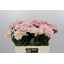 product/img.floraplaza.nl/18121-60-LIVE_fotos-0xF4B5799956B084F7839888818392CF1F040AC569.jpg