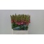 product/img.floraplaza.nl/18127-65-LIVE_fotos-0xB236353ECAED00CE18F0EC488B8B539F476A0DFF.jpg