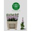 product/img.floraplaza.nl/18160-LIVE_fotos-0x4A48C8A0897279AD44F6D1CC7EB308A587CE1601.jpg