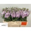 product/img.floraplaza.nl/18160-LIVE_fotos-0x7CE764EBBA55B30A35C8793C34ED966E7D44F88A.jpg