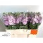 product/img.floraplaza.nl/18160-LIVE_fotos-0x841D184293EBEB5B5827B99D0BD0FCD45FDD9936.jpg