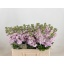 product/img.floraplaza.nl/18160-LIVE_fotos-0xAF8B6209446697FF6CB6B3BFB483543E7671A62A.jpg