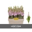 product/img.floraplaza.nl/18160-LIVE_fotos-0xDB2BB83EF5318E7A8A0BEBBAFB7D29A5BEA123E9.jpg