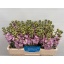 product/img.floraplaza.nl/18160-LIVE_fotos-0xE6234B82DA2BAB808F6DB38A3F79F0CF519620E3.jpg