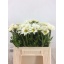 product/img.floraplaza.nl/1818-50-LIVE_fotos-0x4D7C832BB1FC3DCC5A837585FC4A0931AA943956.jpg