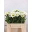 product/img.floraplaza.nl/1818-50-LIVE_fotos-0xD8FD88DA922B17706A0914705B2A8FBA7111D30F.jpg