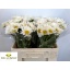 product/img.floraplaza.nl/1818-55-LIVE_fotos-0xB0FB0E5D3A59DA8C85170F05FA1ED0B406F35479.jpg