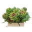 product/img.floraplaza.nl/18270-40-LIVE_fotos-0xD198B20AFC166032F159FAE18F2BE63185D26735.jpg
