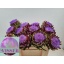 product/img.floraplaza.nl/18270-50-LIVE_fotos-0x70BB2301D8FC6DDE24DF1FF37CBD3860836F1308.jpg
