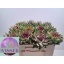 product/img.floraplaza.nl/18270-50-LIVE_fotos-0xC12D07CF839A7CB46EF50320B24936AF8E473B29.jpg