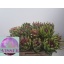 product/img.floraplaza.nl/18270-50-LIVE_fotos-0xE9D02D8F05E6C846879F114066D6B17986372F03.jpg