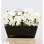 product/img.floraplaza.nl/1830-45-LIVE_fotos-0x3D063D82B1533CD137BA3B465716DE786FEE4F30.jpg