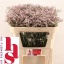 product/img.floraplaza.nl/18391-70-LIVE_fotos-0xA48E1EE84B1FD76E59426B6A239FBB91A97F60B3.jpg