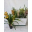 product/img.floraplaza.nl/18459-14-LIVE_fotos-0x668A1F4A465FFFF4B54D18A9FCDB36A7BA2E0F60.jpg