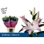 product/img.floraplaza.nl/18565-90-LIVE_fotos-0x33A429FDAEAD37A6C3804412714B3DAD45DC14BA.jpg