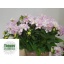 product/img.floraplaza.nl/1860-45-LIVE_fotos-0x36DB8C7A7608F239C0C797227690071B4C9FB4E9.jpg