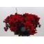 product/img.floraplaza.nl/1860-45-LIVE_fotos-0x4E32BA931C0482F4792A162091A1AEF88FA54424.jpg