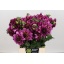 product/img.floraplaza.nl/1860-45-LIVE_fotos-0xCC5B182705578436EE41B89619C76E9F7B00B6AD.jpg