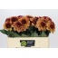 product/img.floraplaza.nl/1860-50-LIVE_fotos-0x746027C71B8525A19B696A8A87901027BEDA9C2A.jpg