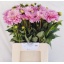 product/img.floraplaza.nl/1860-50-LIVE_fotos-0xC8BC5D298A9692FB46A9C8C93CF1E6ECB122405C.jpg