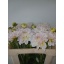 product/img.floraplaza.nl/1860-50-LIVE_fotos-0xF77FDBD536919140EABDEC5D662EA99DC2AC0C98.jpg