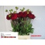product/img.floraplaza.nl/1860-55-LIVE_fotos-0x1D615BBFC186DBEBF23EF8FB1B102BEE7B77D823.jpg