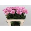product/img.floraplaza.nl/1860-55-LIVE_fotos-0x2C1D91C3E93F4DED7E8681BF1B97DC243AE811D6.jpg