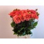 product/img.floraplaza.nl/1860-55-LIVE_fotos-0x30C6A2163AB107DB2A5BCC8C9F0462373B09C8AE.jpg