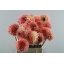 product/img.floraplaza.nl/1860-55-LIVE_fotos-0x593EE7C8A6628A5861D9DB9F68CF8F97631B76A1.jpg