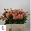 product/img.floraplaza.nl/1860-55-LIVE_fotos-0x6DF05981D89851DE8372E288C8867761F162BBB2.jpg