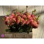 product/img.floraplaza.nl/1860-55-LIVE_fotos-0x9E9807FD9BF67E5E506A8AAEDF531E0BDFAD8E39.jpg