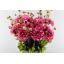 product/img.floraplaza.nl/1860-55-LIVE_fotos-0xE19208B589281971EF4628388205F86377AC28E8.jpg