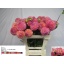 product/img.floraplaza.nl/1860-55-LIVE_fotos-0xF2A4135B6A3FA5069236595EE2237A0F3A6F03F1.jpg