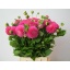 product/img.floraplaza.nl/1860-60-LIVE_fotos-0x9E02A573DFBB9F2BA8A6C4BA3AA2B76274A07437.jpg