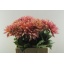 product/img.floraplaza.nl/1860-60-LIVE_fotos-0xE12A2A9C2B10E6BFCC0CE58DD21707E6C7AC1315.jpg