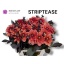 product/img.floraplaza.nl/1860-60STR-LIVE_fotos-0x1347E155464ACBF7E66ADC124D0FBEF6C5E81EA3.jpg