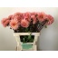 product/img.floraplaza.nl/1860-60STR-LIVE_fotos-0x91C7919EC8DD20417FE9608CBD02A98C5496D9F6.jpg