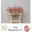 product/img.floraplaza.nl/18633-45-LIVE_fotos-0x781F549C0A5728E4DBD812DC872FE06E3A7BDECD.jpg