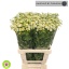 product/img.floraplaza.nl/18657-70-LIVE_fotos-0x25C0D94E914B1749970CB391E5FD61304E8E2749.jpg