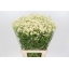 product/img.floraplaza.nl/18657-70-LIVE_fotos-0x73BFC13F3E5F16ADE7A023CBD28C567DF3E62197.jpg