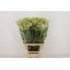product/img.floraplaza.nl/18657-70-LIVE_fotos-0xDEB02B21CC7C19ED7535F31889526C0B79298119.jpg