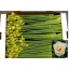product/img.floraplaza.nl/18795-LIVE_fotos-0x8844C2276C3B6C8A74D746A064C8FA92D3935E2B.jpg