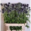 product/img.floraplaza.nl/1883-85-LIVE_fotos-0x90DEDF7B38D5FD11EA3A0DBC658EB4D19D3C52A2.jpg