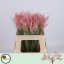 product/img.floraplaza.nl/18839-50-LIVE_fotos-0x13060CC543BE3B3E229424C81B74E3F0290ED57D.jpg