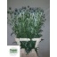 product/img.floraplaza.nl/1884-90-LIVE_fotos-0x84F989E4D516DC4A81BD93497B1F7FA30A09140A.jpg
