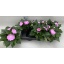 product/img.floraplaza.nl/18949-13-LIVE_fotos-0xE6A7CDB7C9E80018A9E8ACBD7FA0CD604D111218.jpg