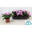 product/img.floraplaza.nl/18949-13-LIVE_fotos-0xF70896A9D956F57AA96FC6F2E3FB07BE60A655B9.jpg