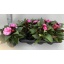 product/img.floraplaza.nl/18950-13-LIVE_fotos-0x1E32121A4CD22820EB387C1D055B4172860A1C44.jpg