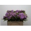 product/img.floraplaza.nl/191-50-LIVE_fotos-0xD789FA780F26E2237D1300BEA37D2864D5445000.jpg